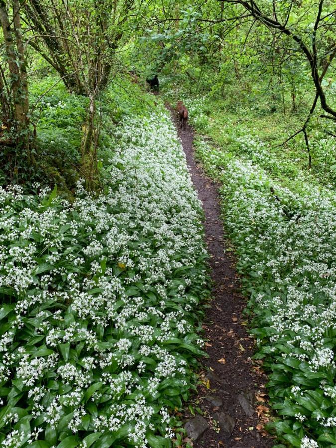 Kabin In The Woods Villa Llandybie ภายนอก รูปภาพ