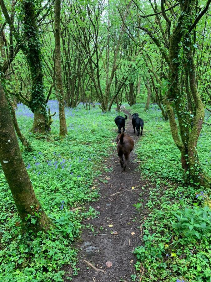 Kabin In The Woods Villa Llandybie ภายนอก รูปภาพ