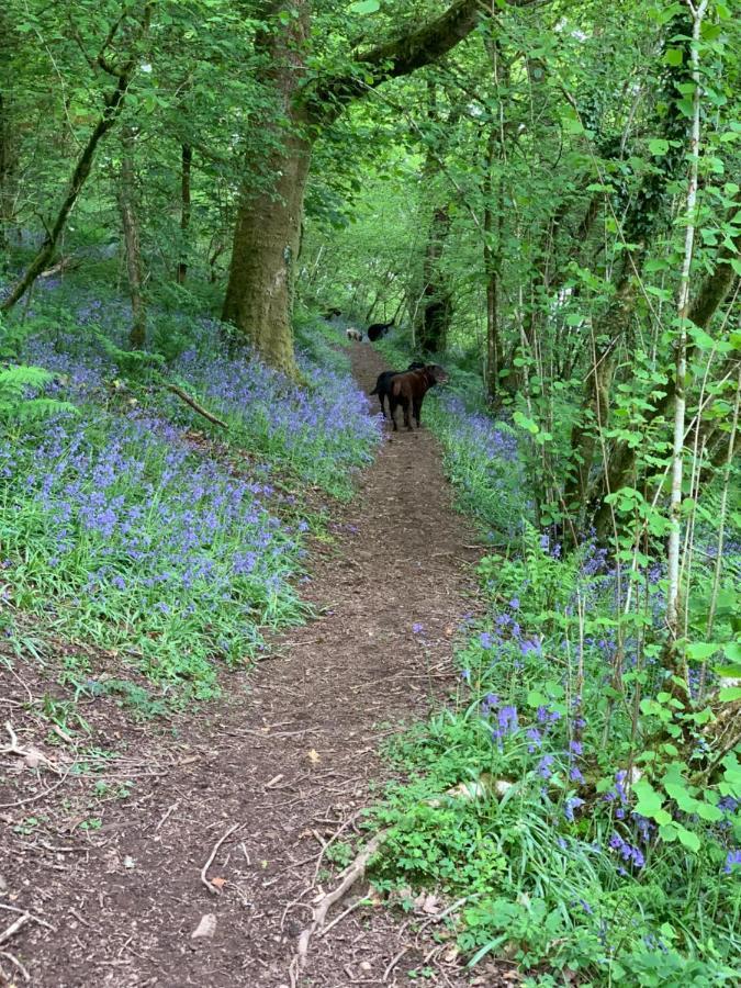 Kabin In The Woods Llandybie ภายนอก รูปภาพ