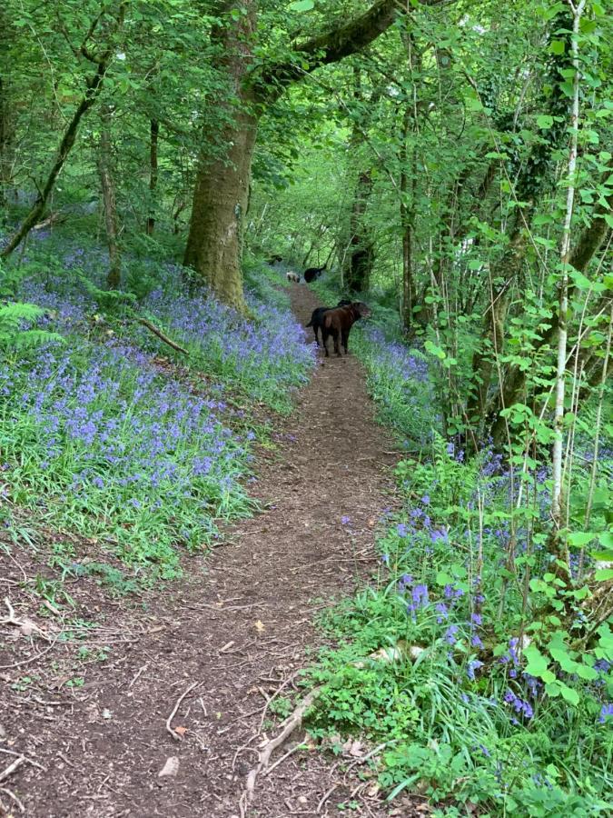 Kabin In The Woods Villa Llandybie ภายนอก รูปภาพ