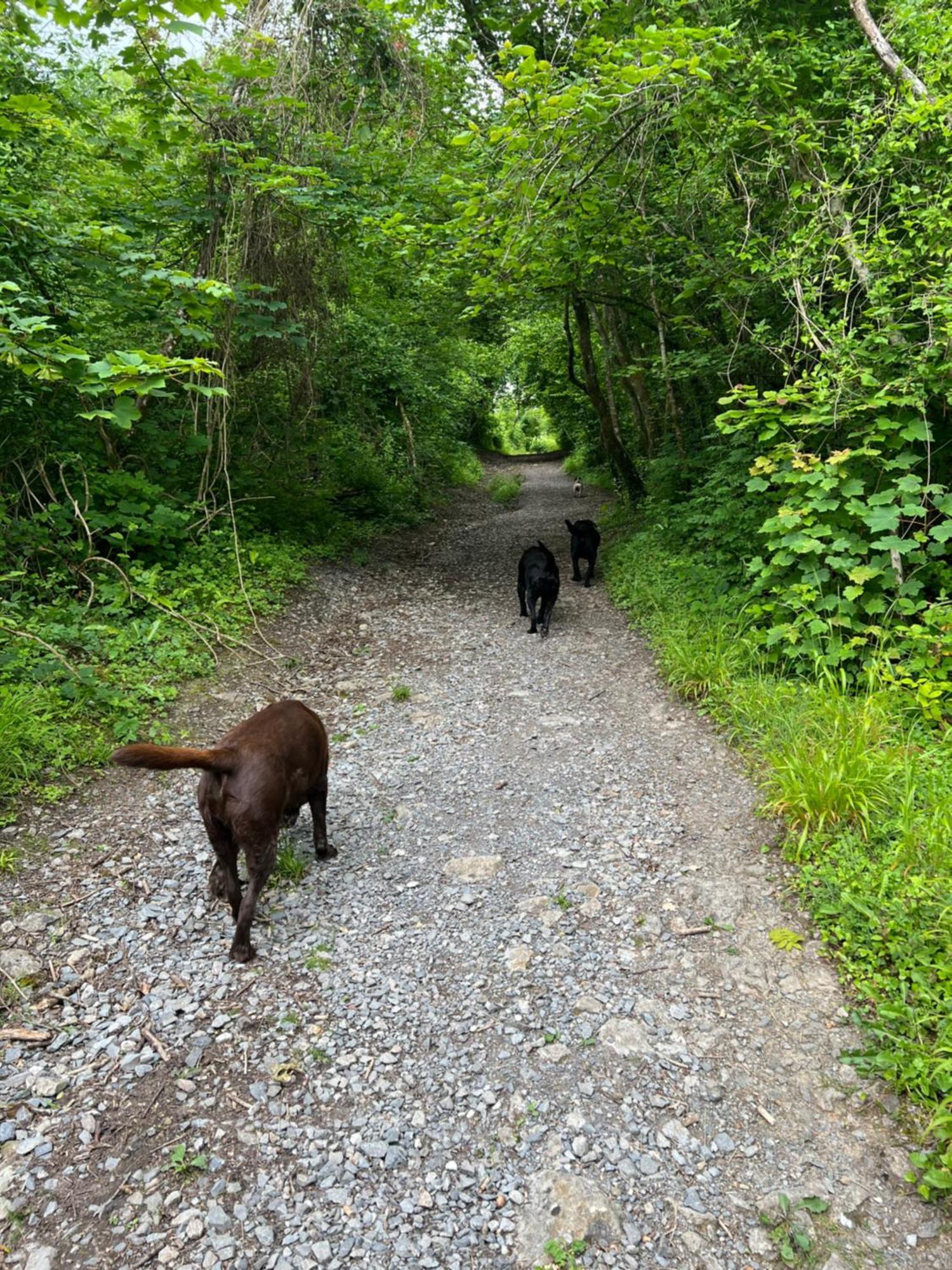 Kabin In The Woods Llandybie ภายนอก รูปภาพ